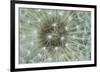 Dandelion Wish-Wild Wonders of Europe-Framed Giclee Print