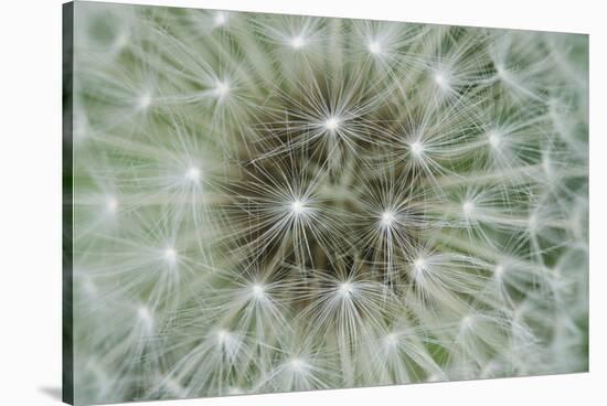 Dandelion Wish-Wild Wonders of Europe-Framed Stretched Canvas