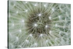Dandelion Wish-Wild Wonders of Europe-Framed Stretched Canvas