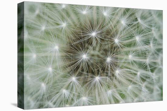 Dandelion Wish-Wild Wonders of Europe-Stretched Canvas