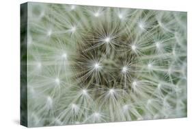 Dandelion Wish-Wild Wonders of Europe-Stretched Canvas