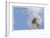 Dandelion Wishes-Donald Paulson-Framed Giclee Print