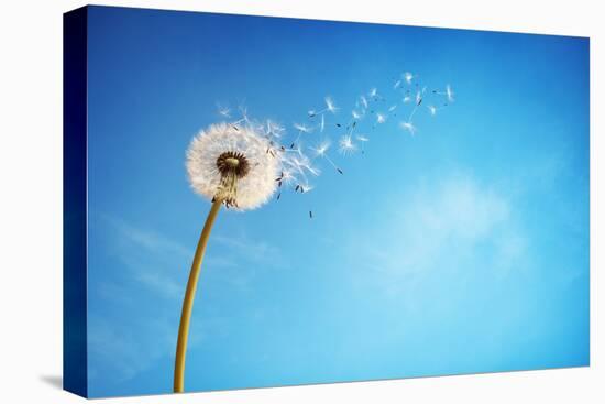 Dandelion with Seeds Blowing Away in the Wind across a Clear Blue Sky with Copy Space-Flynt-Stretched Canvas