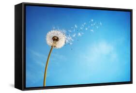 Dandelion with Seeds Blowing Away in the Wind across a Clear Blue Sky with Copy Space-Flynt-Framed Stretched Canvas