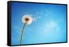 Dandelion with Seeds Blowing Away in the Wind across a Clear Blue Sky with Copy Space-Flynt-Framed Stretched Canvas