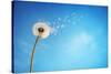 Dandelion with Seeds Blowing Away in the Wind across a Clear Blue Sky with Copy Space-Flynt-Stretched Canvas