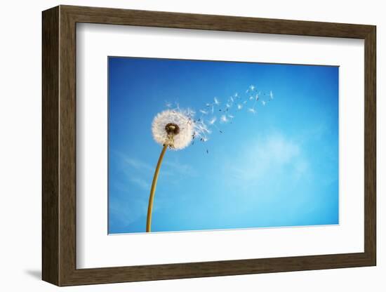 Dandelion with Seeds Blowing Away in the Wind across a Clear Blue Sky with Copy Space-Flynt-Framed Photographic Print