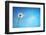 Dandelion with Seeds Blowing Away in the Wind across a Clear Blue Sky with Copy Space-Flynt-Framed Photographic Print