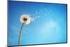 Dandelion with Seeds Blowing Away in the Wind across a Clear Blue Sky with Copy Space-Flynt-Mounted Photographic Print