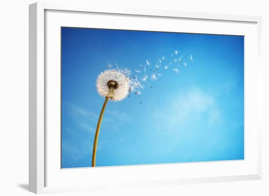 Dandelion with Seeds Blowing Away in the Wind across a Clear Blue Sky with Copy Space-Flynt-Framed Photographic Print