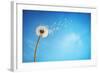 Dandelion with Seeds Blowing Away in the Wind across a Clear Blue Sky with Copy Space-Flynt-Framed Photographic Print