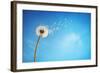 Dandelion with Seeds Blowing Away in the Wind across a Clear Blue Sky with Copy Space-Flynt-Framed Photographic Print