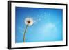 Dandelion with Seeds Blowing Away in the Wind across a Clear Blue Sky with Copy Space-Flynt-Framed Photographic Print