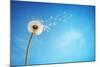 Dandelion with Seeds Blowing Away in the Wind across a Clear Blue Sky with Copy Space-Flynt-Mounted Photographic Print
