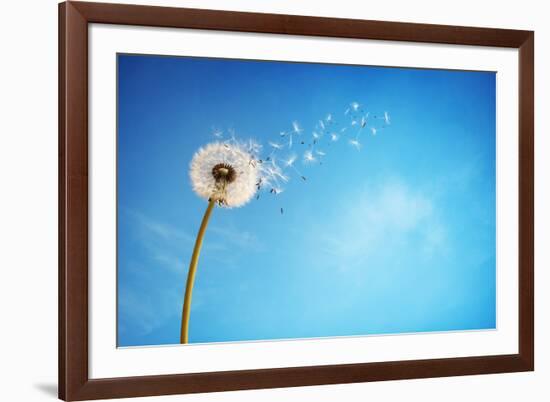 Dandelion with Seeds Blowing Away in the Wind across a Clear Blue Sky with Copy Space-Flynt-Framed Photographic Print
