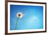 Dandelion with Seeds Blowing Away in the Wind across a Clear Blue Sky with Copy Space-Flynt-Framed Photographic Print