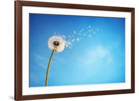 Dandelion with Seeds Blowing Away in the Wind across a Clear Blue Sky with Copy Space-Flynt-Framed Photographic Print