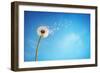 Dandelion with Seeds Blowing Away in the Wind across a Clear Blue Sky with Copy Space-Flynt-Framed Photographic Print