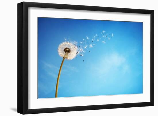 Dandelion with Seeds Blowing Away in the Wind across a Clear Blue Sky with Copy Space-Flynt-Framed Photographic Print