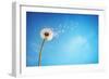 Dandelion with Seeds Blowing Away in the Wind across a Clear Blue Sky with Copy Space-Flynt-Framed Photographic Print