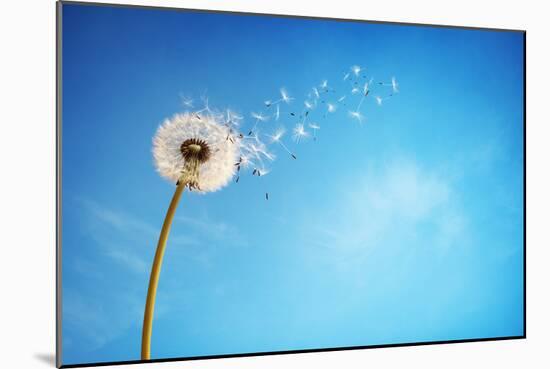 Dandelion with Seeds Blowing Away in the Wind across a Clear Blue Sky with Copy Space-Flynt-Mounted Photographic Print