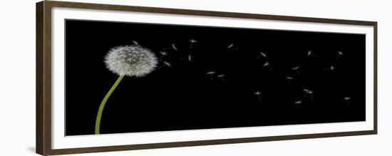 Dandelion with Seeds Panoramic-Tom Quartermaine-Framed Giclee Print