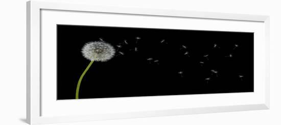 Dandelion with Seeds Panoramic-Tom Quartermaine-Framed Giclee Print