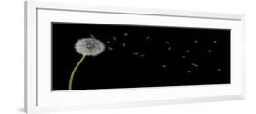 Dandelion with Seeds Panoramic-Tom Quartermaine-Framed Giclee Print