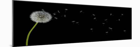 Dandelion with Seeds Panoramic-Tom Quartermaine-Mounted Giclee Print