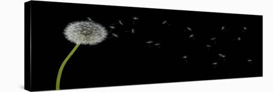 Dandelion with Seeds Panoramic-Tom Quartermaine-Stretched Canvas