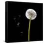 Dandelion with Seeds-Tom Quartermaine-Framed Stretched Canvas