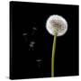 Dandelion with Seeds-Tom Quartermaine-Stretched Canvas