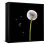 Dandelion with Seeds-Tom Quartermaine-Framed Stretched Canvas