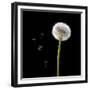 Dandelion with Seeds-Tom Quartermaine-Framed Giclee Print