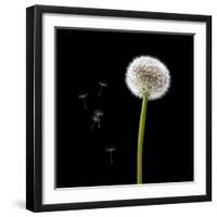 Dandelion with Seeds-Tom Quartermaine-Framed Giclee Print