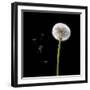 Dandelion with Seeds-Tom Quartermaine-Framed Giclee Print