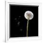 Dandelion with Seeds-Tom Quartermaine-Framed Giclee Print