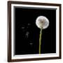 Dandelion with Seeds-Tom Quartermaine-Framed Giclee Print