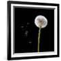 Dandelion with Seeds-Tom Quartermaine-Framed Giclee Print