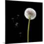 Dandelion with Seeds-Tom Quartermaine-Mounted Giclee Print