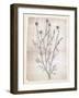 Dandelion2-Lula Bijoux-Framed Art Print