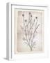 Dandelion2-Lula Bijoux-Framed Art Print