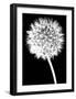 Dandelion-Jenny Kraft-Framed Art Print