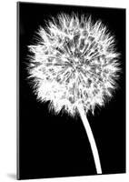 Dandelion-Jenny Kraft-Mounted Art Print