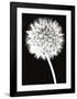 Dandelion-Jenny Kraft-Framed Art Print