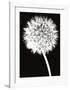 Dandelion-Jenny Kraft-Framed Art Print