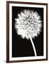 Dandelion-Jenny Kraft-Framed Art Print