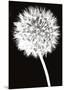 Dandelion-Jenny Kraft-Mounted Art Print