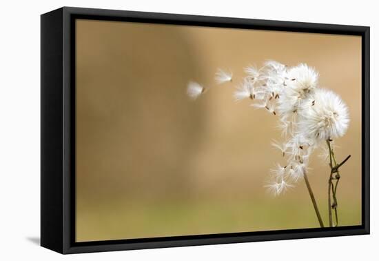 Dandelion-null-Framed Stretched Canvas