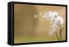 Dandelion-null-Framed Stretched Canvas